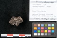 Foto (Objekt + Etikett) von Spondylostrobus smythii F.V. Mueller (NHMW-GEO-2024-0188-10408)
